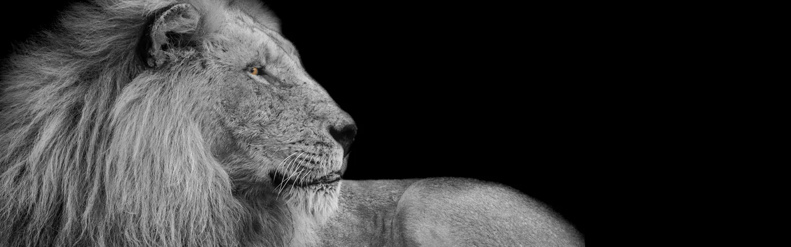 A lion standing alert in profile against a dark backdrop.